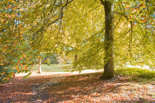Preview: Tree In Park And Carpet Of Autumn Leaves