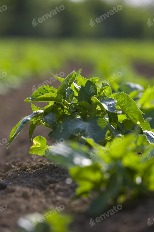 Preview: Close Up Of Potato Crop