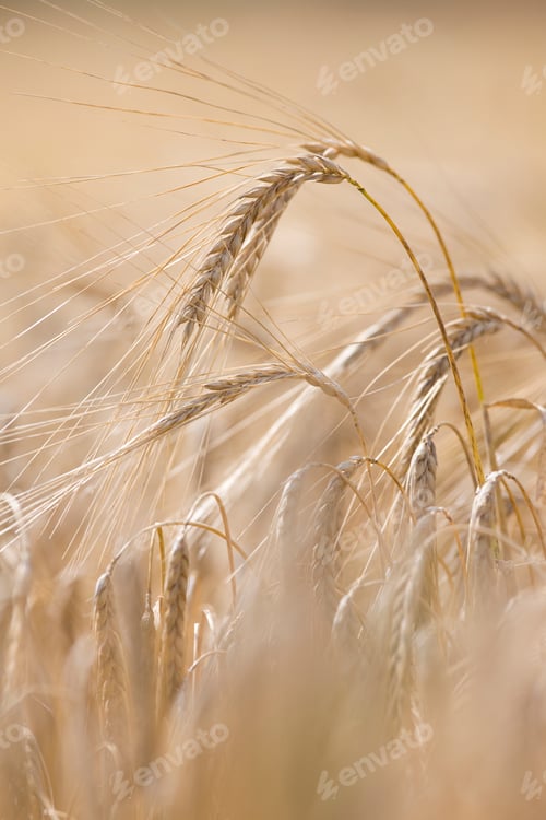 Preview: Detail Of Ripe Barley Crop Growing In Farm Field Ready To Harvest