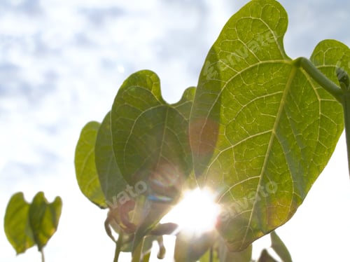 Preview: Close Up Of Sun Shining Behind Broad Bean Plants