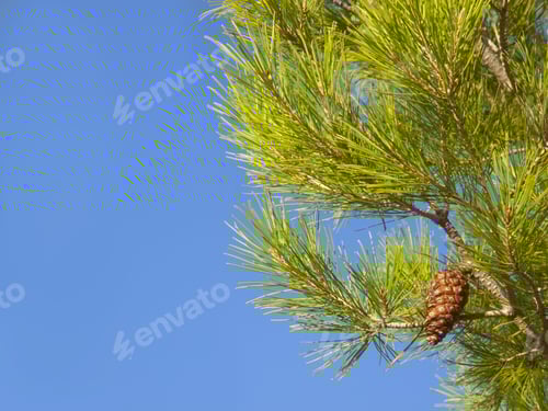 Preview: Close Up Of Pine Cone Growing On Pine Tree