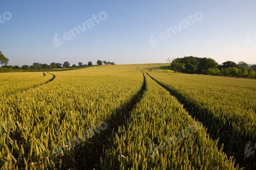 Preview: Vehicle Tracks Through Farm Field Of Ripening Wheat Crop