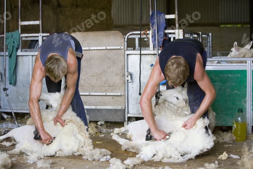 Preview: Young Farmers Shearing Sheep For Wool In Barn
