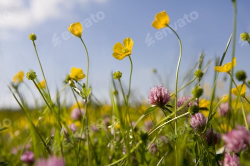 Preview: Close Up Of Tranquil Field Of Blooming Buttercups