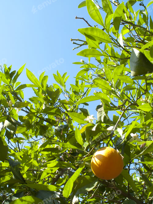 Preview: Orange Growing On Tree