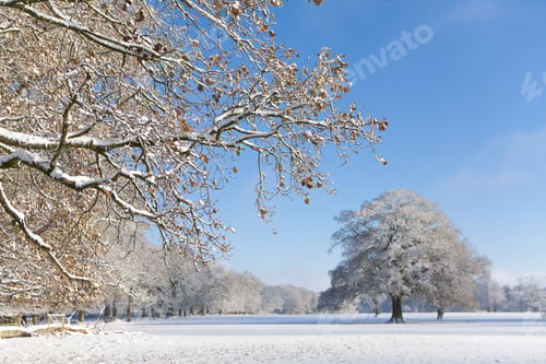 Preview: Trees And Field In Snow Covered Winter Landscape
