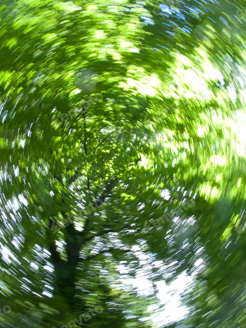 Preview: Low Angle View Looking Up Through Spinning Branches Of Tree