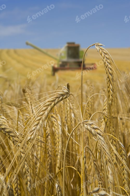Visualização: Close Up Of Barley With Combine In Background