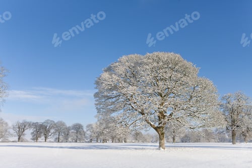 Preview: Trees And Field In Snow Covered Winter Landscape