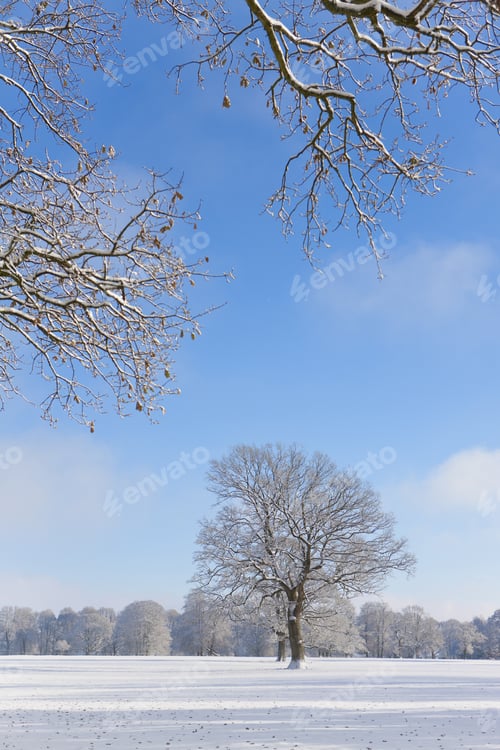 Preview: Trees And Field In Snow Covered Winter Landscape