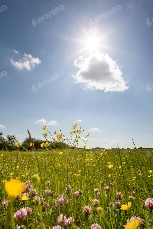 Preview: Wild Buttercup And Clover Flowers In Summer Countryside Field