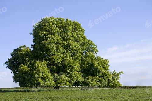 Preview: Horse Chestnut Tree In Sunny Field