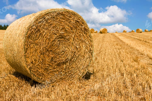 Preview: Hay Harvested Into Circular Straw Bales In Summer Farm Field