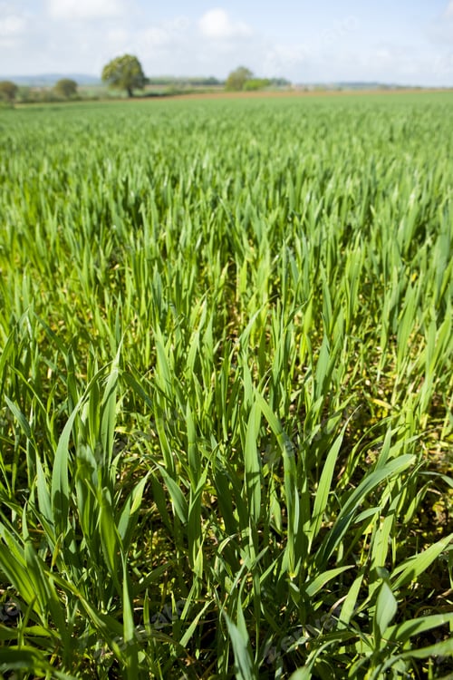 Preview: Young Wheat Crop