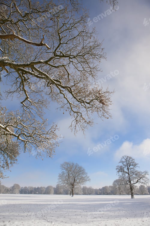 Preview: Trees And Field In Snow Covered Winter Landscape