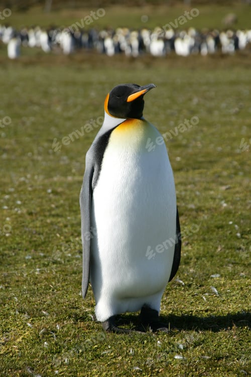 Preview: King Penguins, Volunteer Point, Falkland Islands
