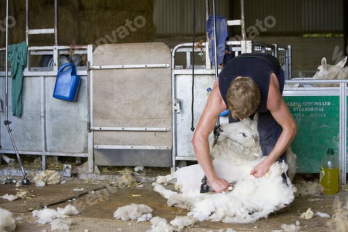Preview: Young Farmer Shearing Sheep For Wool In Barn