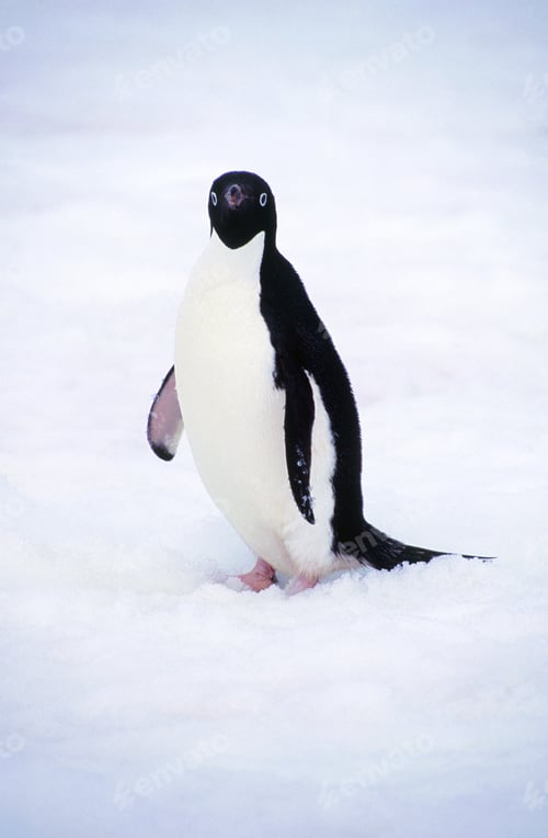 Preview: Image Of Penguin On Yalour Islands, Antarctica