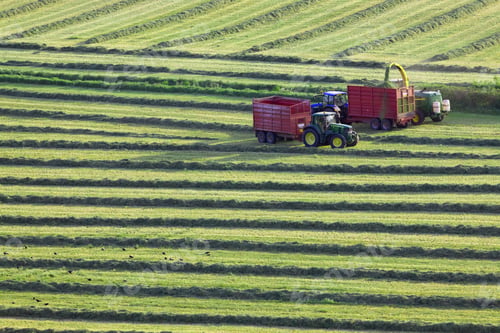 Preview: Tractors Cutting Silage And Filling Trailers In Field