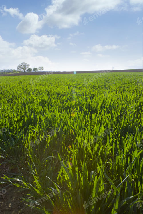 Preview: Sun Shining Over Young Wheat Field