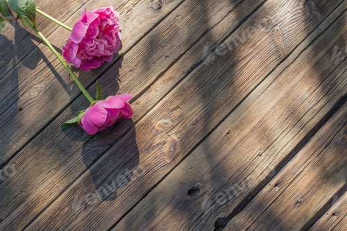 Preview: Beautiful Peonies On Old Dark Wooden Background In Sunlight
