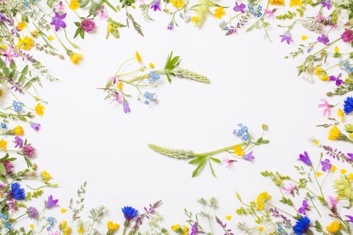 Preview: Beautiful Wild Flowers On White Background