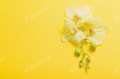 Preview: Orchids Flowers On Yellow Paper Background