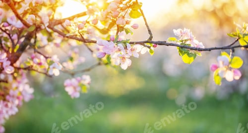 Preview: Pink And White Apple Flowers In Sunlight Outdoor
