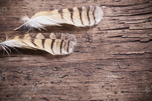 Preview: Feathers Of A Bird On A Wooden Background