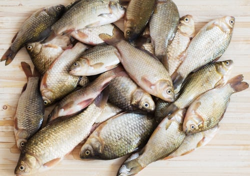 Preview: River Raw Fish On Wooden Table