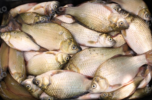 Preview: Fish Background