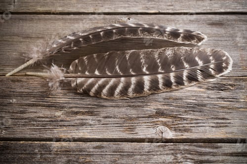 Preview: Feather On The Wooden Table