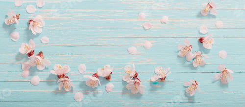 Preview: Pink Cherry Flowers On Blue Wooden Background