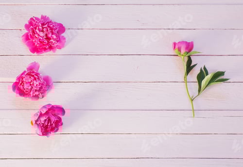 Preview: Pink Peony Flowers on Pale Pink Wood Backdrop