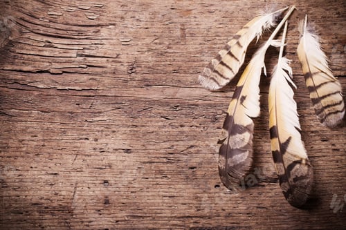 Preview: Feathers Of A Bird On A Wooden Background