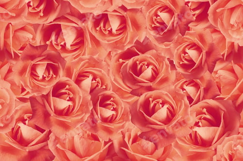 Preview: Background Of Beautiful Red Roses