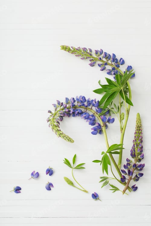 Preview: Lupine On White Wooden Background