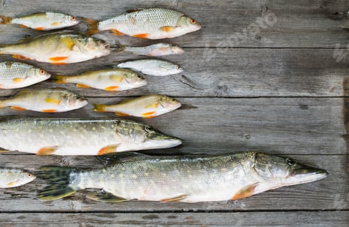 Preview: River Fish On Wooden Background