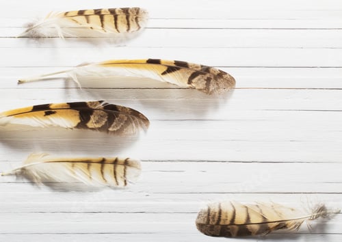 Preview: Feathers Of A Bird On A Wooden Background