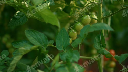 Preview: Organic Tomatoes Ripening In Greenhouse Modern Agronomy Technology. Close Up Natural Vegetables