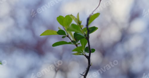 Preview: Closeup Tree Branch With Green Leafs Against Cloudy Sky . Peaceful View Of Tree Leafs Blooming In