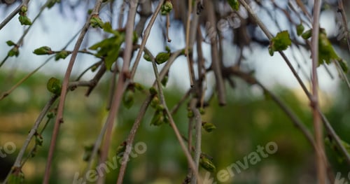 Preview: Tree Branches In Closeup Against Beautiful City Park. Charming Nature Background With Amazing Tree