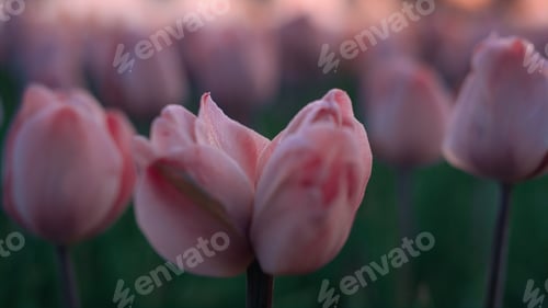 Preview: Closeup Unusual Flower Growing In Tulip Field. Macro Shot Pink Flower In Blooming Garden Outdoors