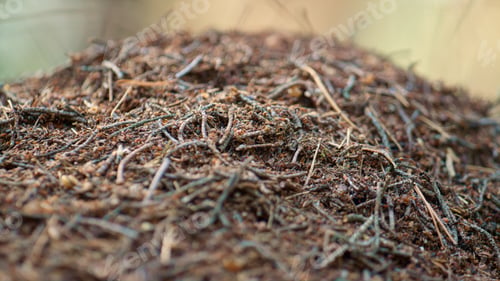 Preview: Dangerous Insects Ant Crawling In Natural Close Up Nest Background. Macro View Little Ants