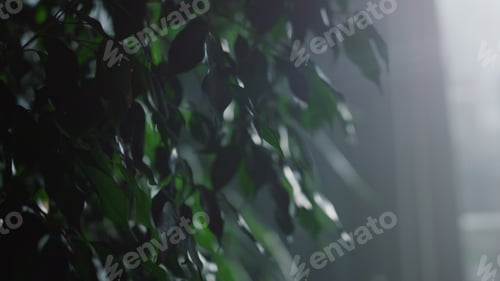 Preview: Beautiful Houseplant Leaves In Cozy Interior. Green Plant Standing In Living Room. Tree In