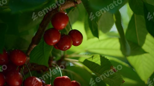 Preview: Organic Cherry Leaf Branch Tree At Farm Plantation Closeup. Close Up Red Fruit Hanging At Country