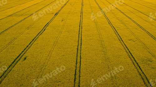Preview: Top View Yellow Rapes Field With Road Lines. Plantation Rapeseed Field Blossom At Spring Season