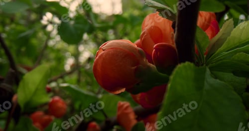 Preview: Macro Tree Flowers Blooming Among Green Leafs In Warm Day. Charming View Of Red Flowers Blossoming