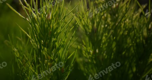 Preview: Closeup Pine Tree Branches In Bright Golden Sunbeams At Green Forest. Inspiring Nature Background