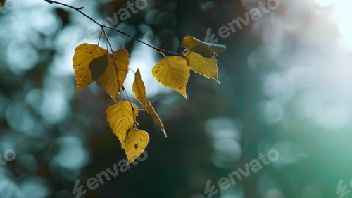 Preview: Yellow Autumn Tree Leaves In Calm Meditative Wild Woodland. Close Up Yellow Branch Leaf In Sunlight